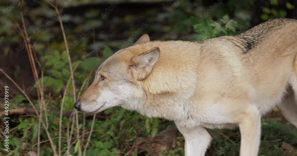Wolf (Canis lupus), also known as the gray wolf is the largest extant member of the family Canidae. Wolves are the largest wild member of the dog family. Wolf (Canis lupus), also known as the gray wolf is the largest extant member of the family Canidae. Wolves are the largest wild member of the dog family.