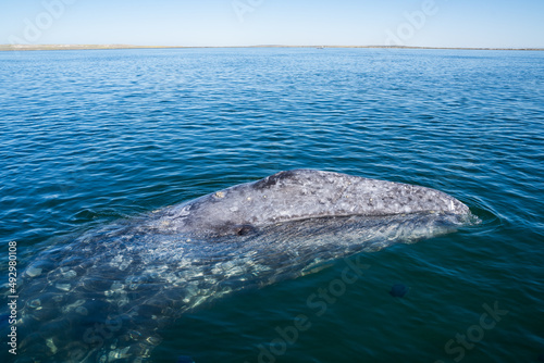 Gray whale is looking at you from the water. Big head nose and blow holes with some encrusted barnacles. Beautiful nature blue water