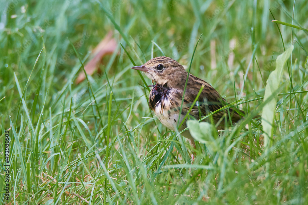 Verletzter Wiesenpieper nach einem Katzenangriff	