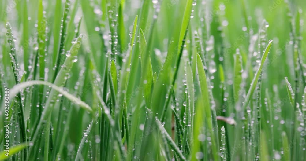Green grass close-up super macro shooting. Green grass close-up super macro shooting.