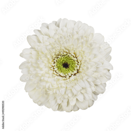 Fototapeta Naklejka Na Ścianę i Meble -  White gerbera flower isolated