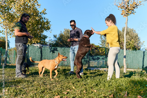 group of dog trainers working with their dogs on a sunny afternoon in the park