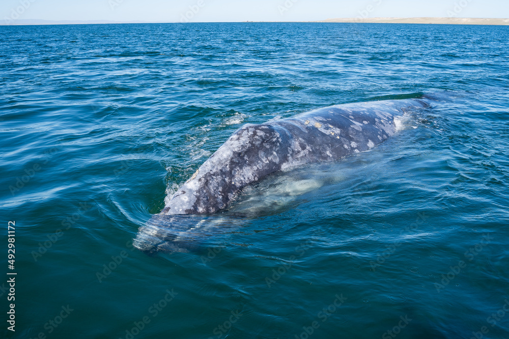Naklejka premium Grey whale head peeking out of the blue water. Huge mammal wild animal theme. Mexico Baja California
