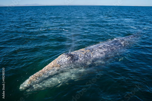 Grey whale blow hole fountain head peeking out of the blue water. Huge mammal wild animal theme. Mexico Baja California