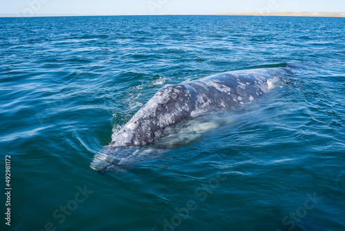 Grey whale head peeking out of the blue water. Huge mammal wild animal theme. Mexico Baja California