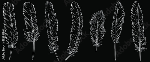 Vector feathers collection. Hand drawn isolated on white background vector set. Vintage art illustration