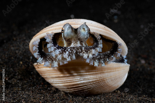 Coconut Octopus - Amphioctopus marginatus, living in a shell. Underwater macro world of Tulamben, Bali, Indonesia. photo