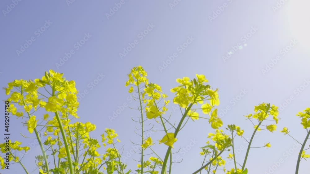 風に揺れる菜の花
