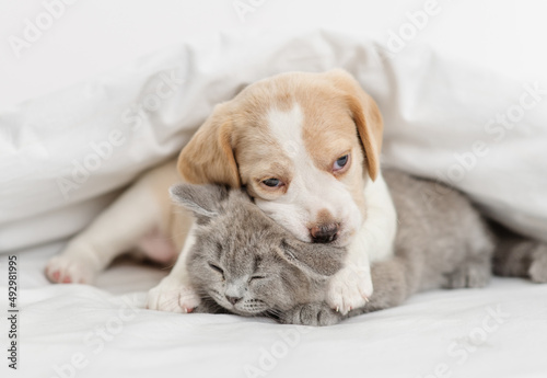 Beagle puppy hugging and playing with a gray british kitten under a white blanket at home in the bedroom. Cute kitten and puppy at home © Ermolaeva Olga