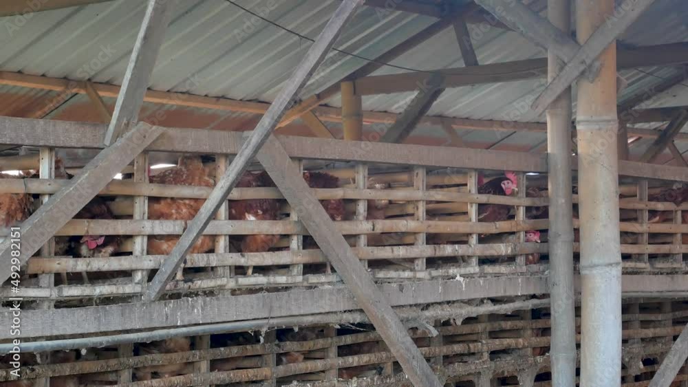 Two beautiful chicken coops near a vegetable garden. Two beautiful chicken coops near a vegetable garden.
