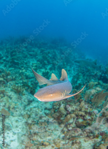Nurse shark during a scuba dive at Belize © Michael Bogner