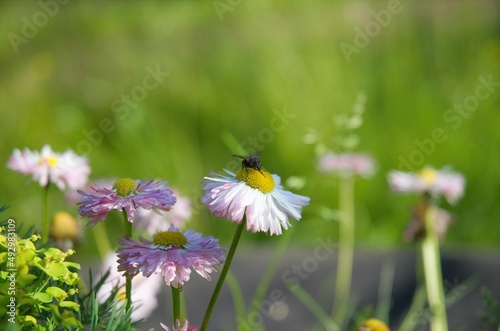 a fly on a flower sits, flowers grow in the garden