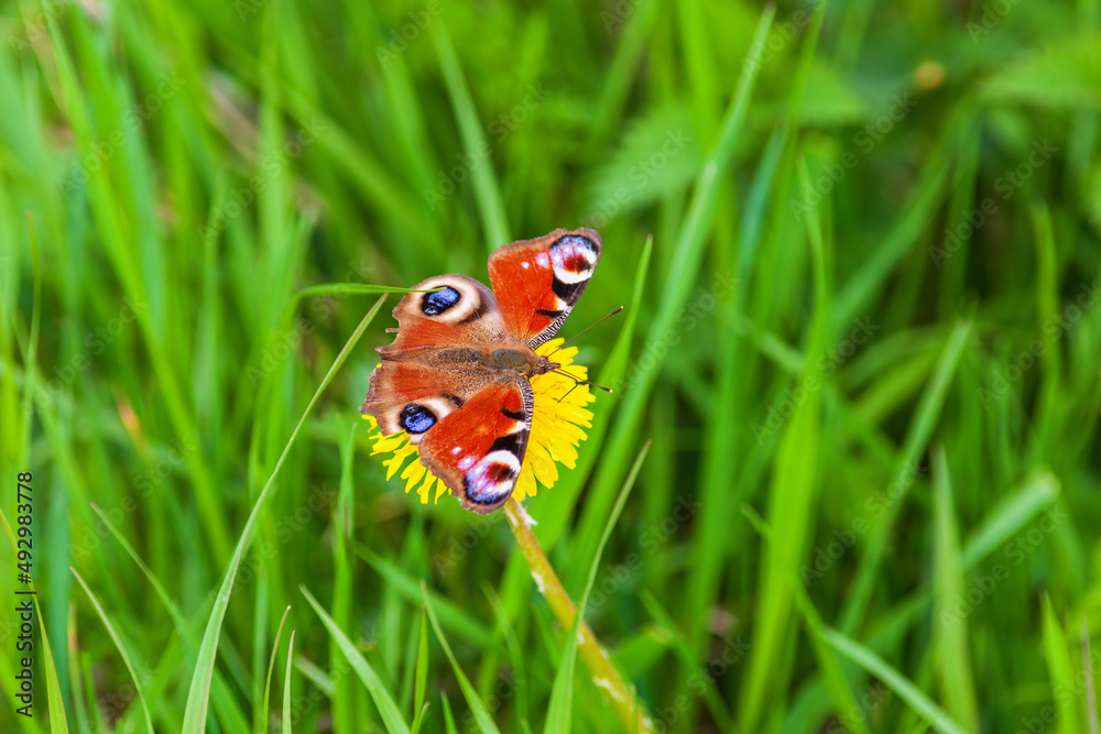 Peacock butterfly on a flower Peacock butterfly on a flower