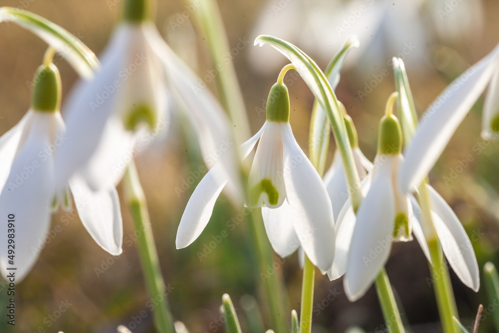 Schneeglöckchen, erste freudige Frühlingsboten der Natur. Unbeeindruckt von Schnee, Eis und Frost leuchten die grünen Blätter. Hellgrün gesäumte Blüten schaukeln im Wind, im wärmenden Sonnenschein. Schneeglöckchen, erste freudige Frühlingsboten der Natur. Unbeeindruckt von Schnee, Eis und Frost leuchten die grünen Blätter. Hellgrün gesäumte Blüten schaukeln im Wind, im wärmenden Sonnenschein.
