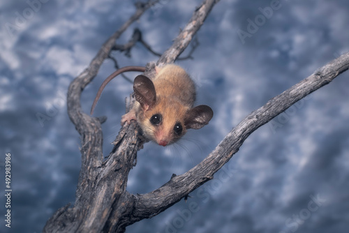 Wild western pygmy possum (Cercartetus concinnus) on tree branch with clouds in background  photo