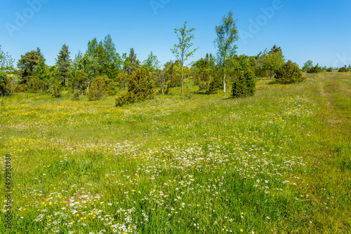 Summer meadow with flowers and juniper