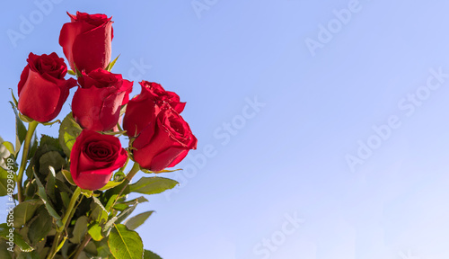 Postcard. Red roses on a red background. Congratulations on March 8, Valentine's Day, Mother's Day, Birthday, Anniversary, Wedding, Teacher's Day, to women. Copy space.