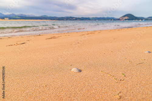 shells on the beach after a storm