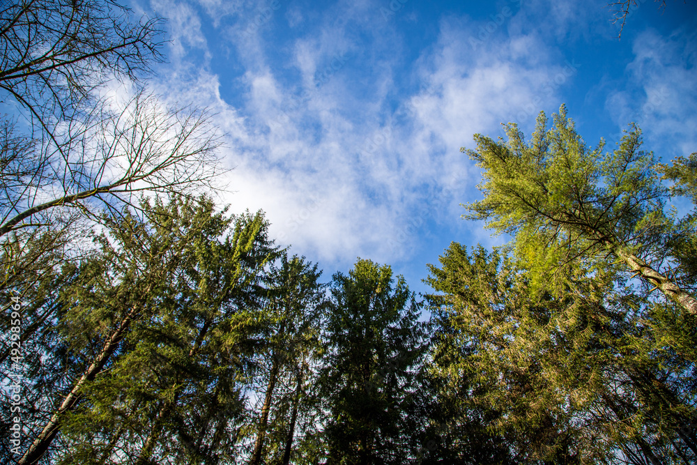 sky and trees sky and trees