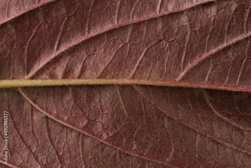 Red Amaranth (Amaranthus cruentus). Leaf Detail Closeup photo
