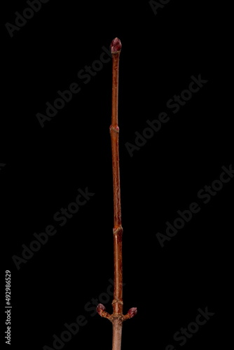 Norway Maple (Acer platanoides). Wintering Twig Closeup photo