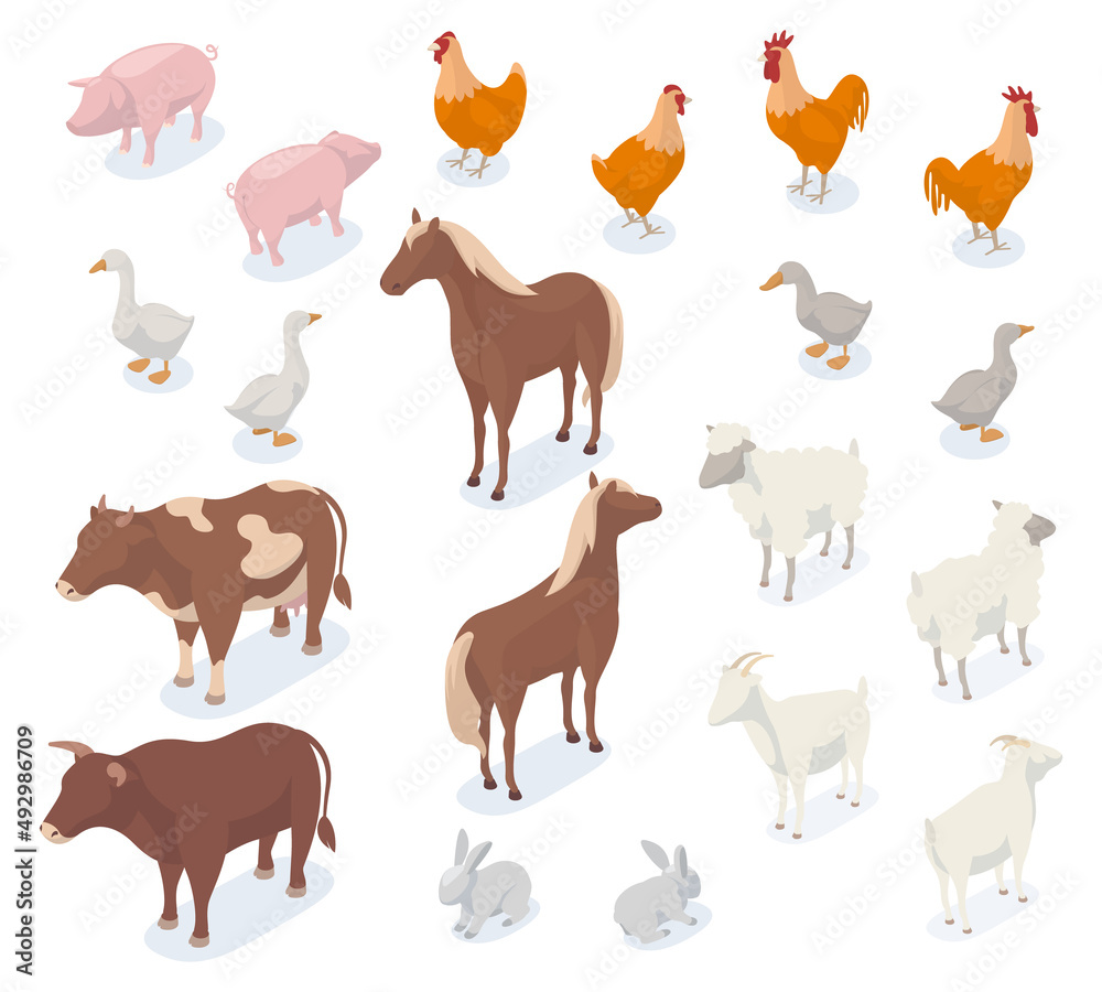 Isometric farm animals, 3d pig, cow, chicken, goat and horse. Agricultural farm animals and birds, dog and ship vector illustration set. Farm domestic animals