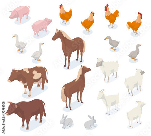 Isometric farm animals, 3d pig, cow, chicken, goat and horse. Agricultural farm animals and birds, dog and ship vector illustration set. Farm domestic animals