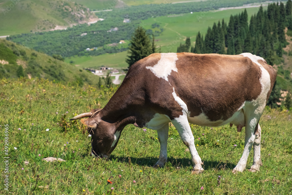 Grazing cow in green mountains background. Mountain valley landscape. Nature farming. Agriculture, farmland background. Grazing cow in green mountains background. Mountain valley landscape. Nature farming. Agriculture, farmland background.