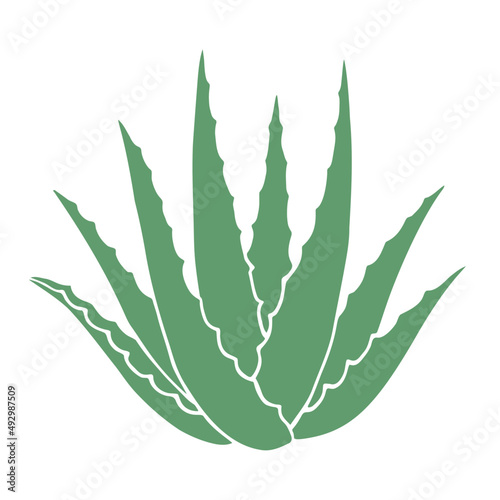 Hand-drawn aloe vera plant