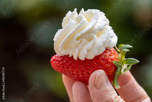 Fotografija person holding a red strawberry with whipped cream outdoors