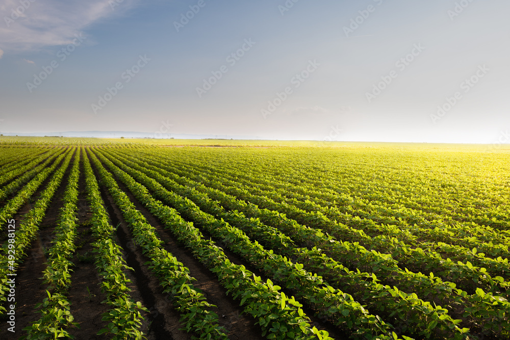 Open soybean field at sunset.