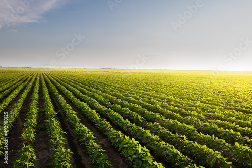 Open soybean field at sunset.