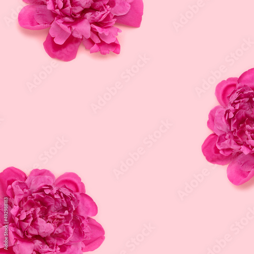 Heads of peony flowers on a pink pastel background. Creative concept. © rorygezfresh