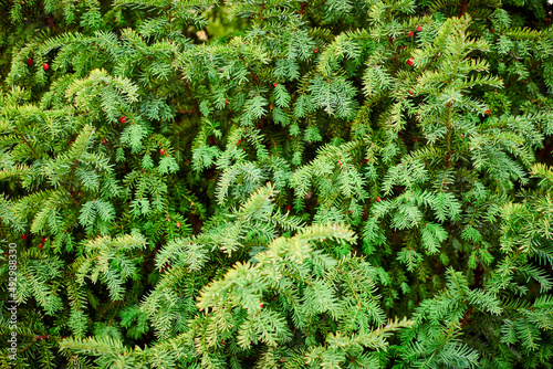 Evergreen European yew tree foliage close up, Taxus baccata tree, green evergreen tree branches photo