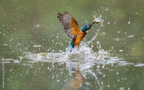 Kingfisher fishing © Ian