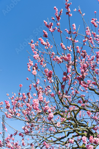 梅の花