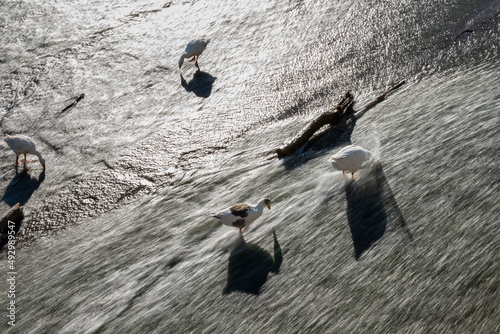 A geese with its head underwater looking for food