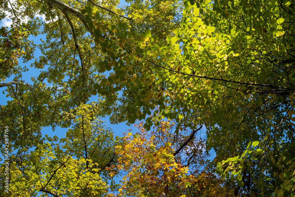(Selective focus) Stunning view of some green tree crowns. Beautiful forest with some oak trees with branches and leaves forming a natural background. (Selective focus) Stunning view of some green tree crowns. Beautiful forest with some oak trees with branches and leaves forming a natural background.