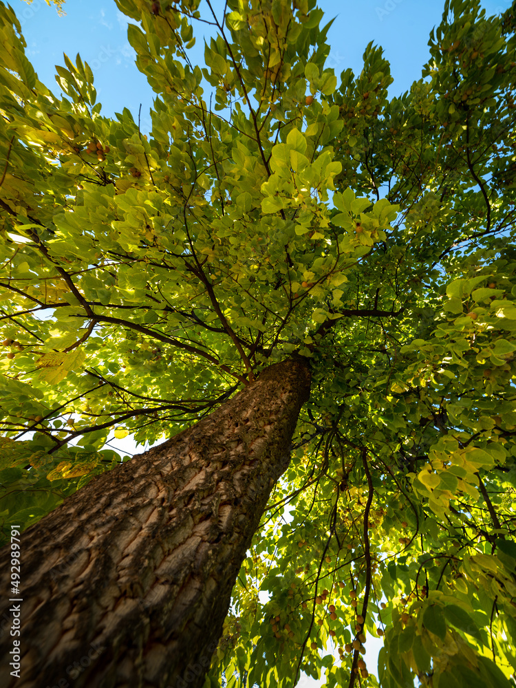 Fototapeta premium Bottom view of tree trunk to green leaves of big tree in tropical forest with sunlight. Cool atmosphere in the park. The green plant gives oxygen in the summer garden. 