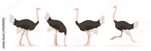 Set of ostriches in different angles and emotions in a cartoon style. Vector illustration of herbivorous African animals isolated on white background.