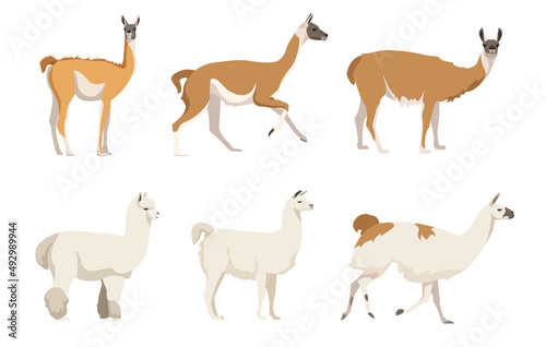 Set of camelids South America in cartoon style. Vector illustration of herbivorous animals isolated on white background. Types of camelids in the picture llama, alpaca, vicuna, guanaco.