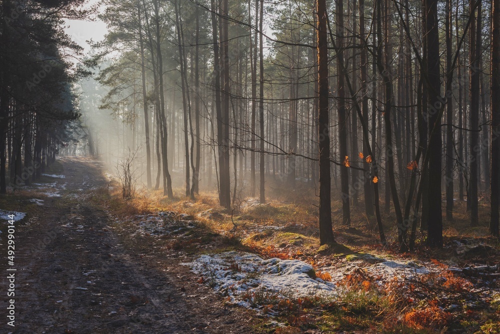 Naklejka premium beautiful autumn views of the forest and lake in Polish nature