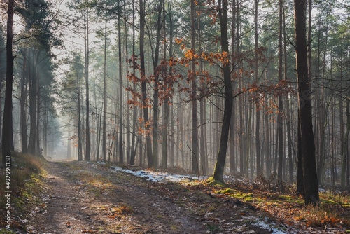 Fototapeta Naklejka Na Ścianę i Meble -  beautiful autumn views of the forest and lake in Polish nature