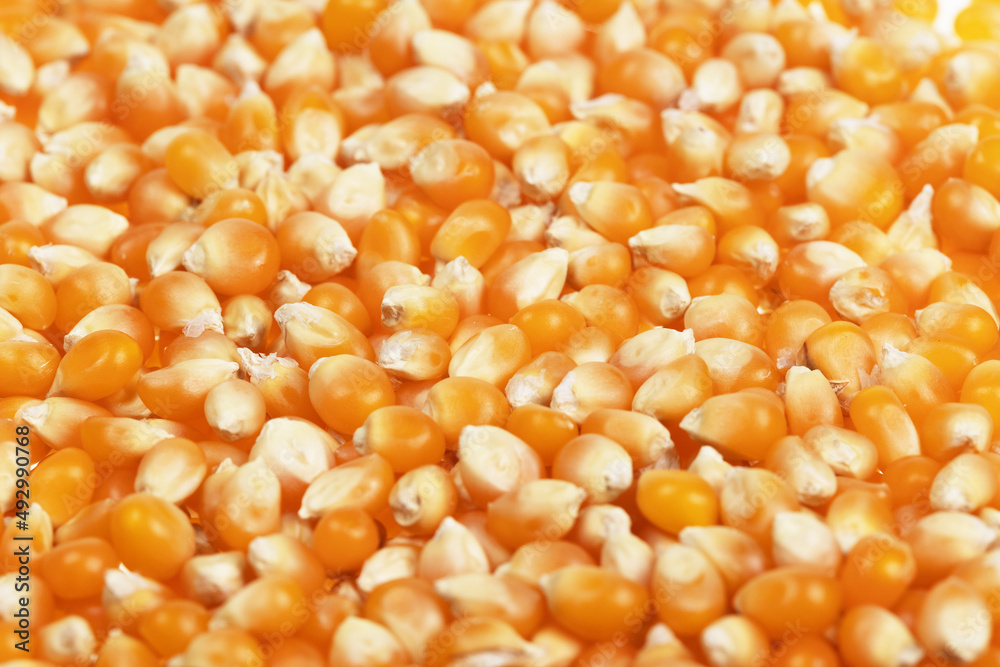 popcorn beans texture close up popcorn beans texture close up