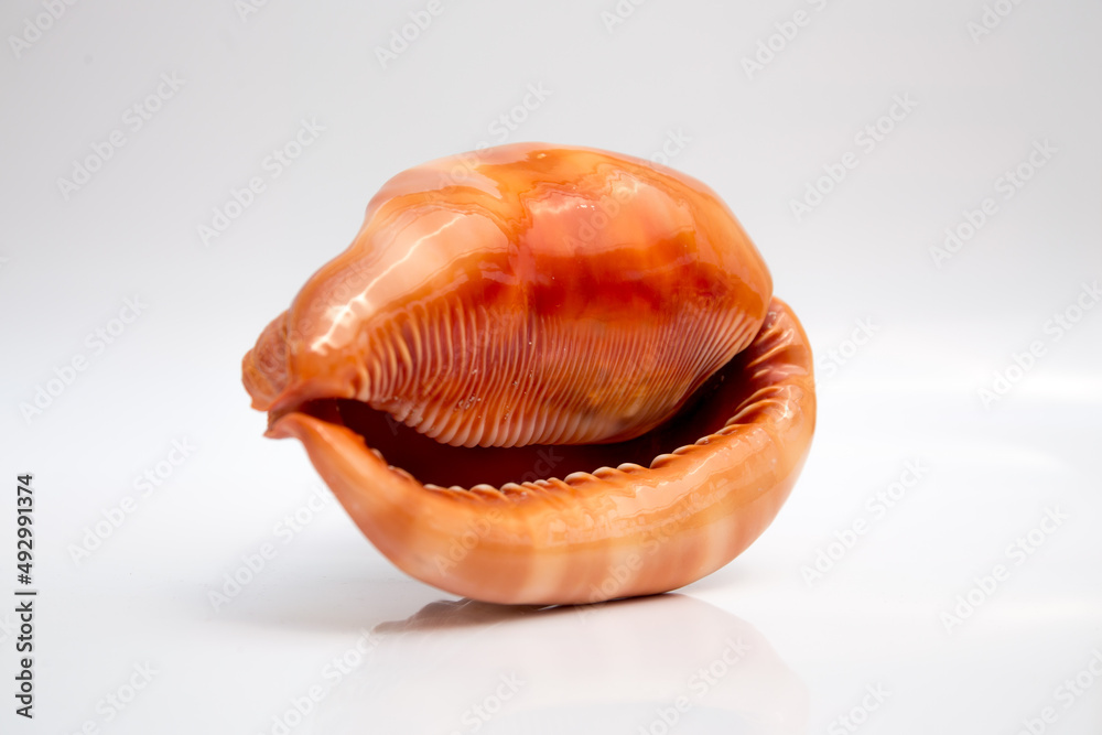 Marine life, marine animals, sea shells and seashells, snails, sea shells collection Marine life, marine animals, sea shells and seashells, snails, sea shells collection