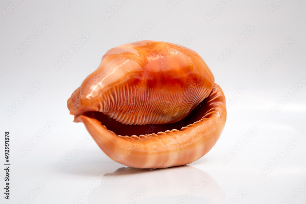Marine life, marine animals, sea shells and seashells, snails, sea shells collection Marine life, marine animals, sea shells and seashells, snails, sea shells collection