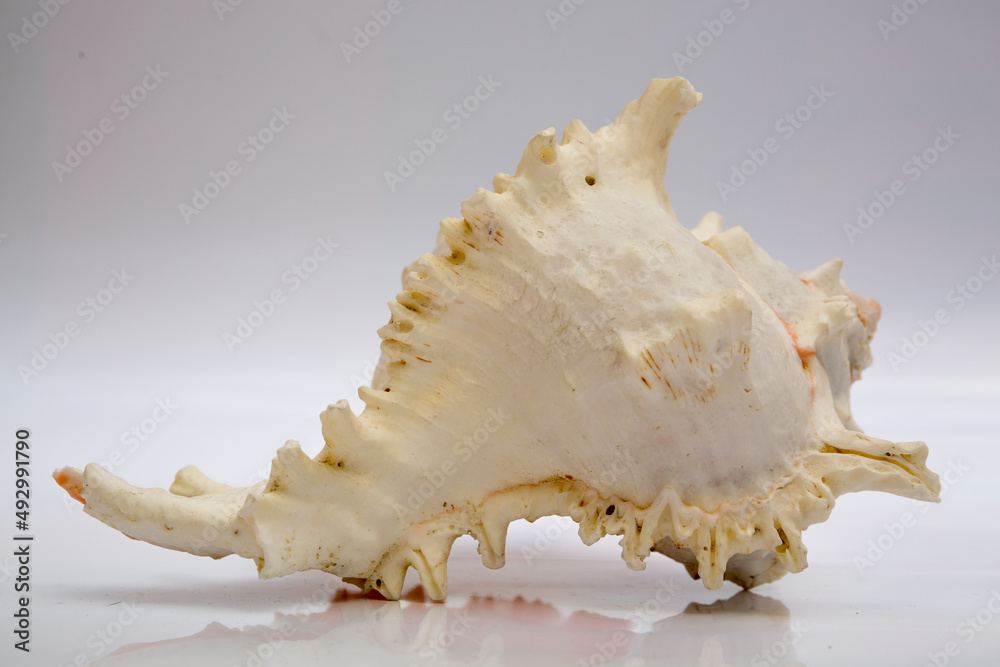 Fototapeta premium Marine life, marine animals, sea shells and seashells, snails, sea shells collection
