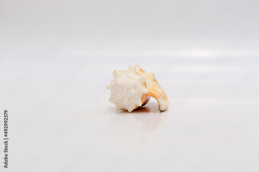 Marine life, marine animals, sea shells and seashells, snails, sea shells collection Marine life, marine animals, sea shells and seashells, snails, sea shells collection