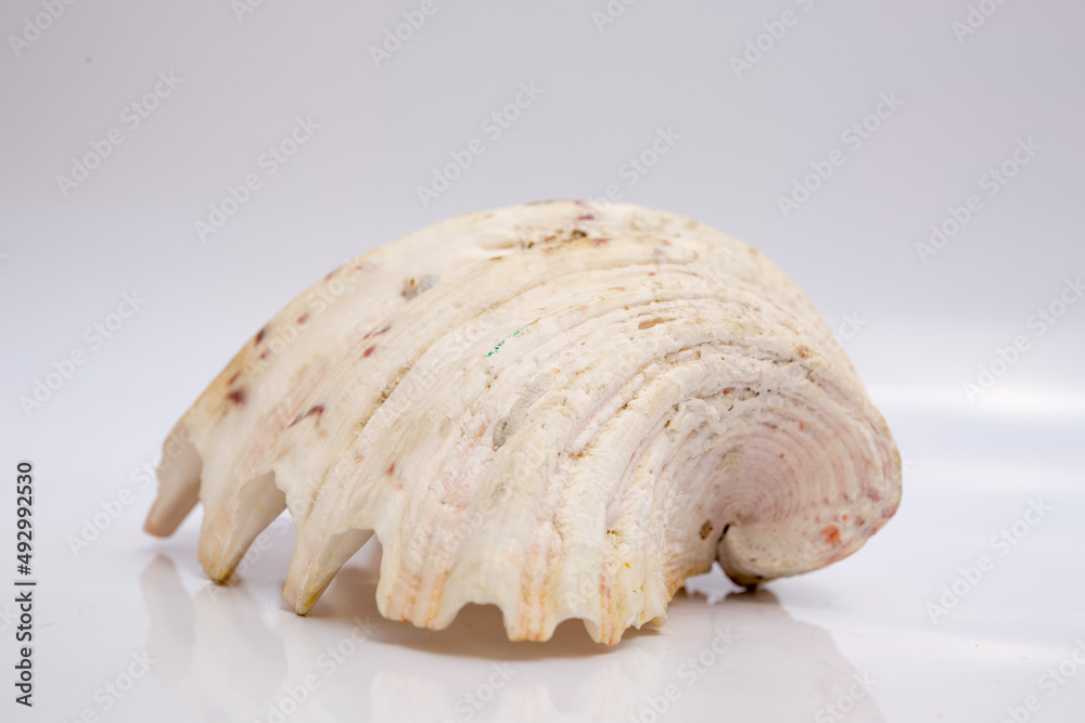 Naklejka premium Marine life, marine animals, sea shells and seashells, snails, sea shells collection