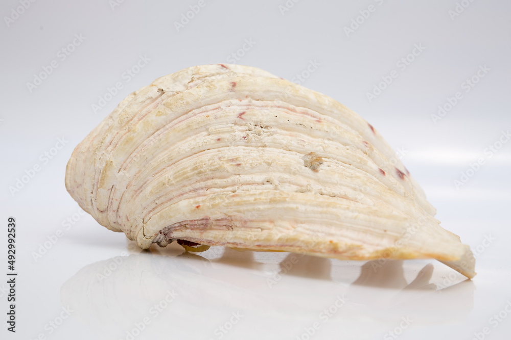Marine life, marine animals, sea shells and seashells, snails, sea shells collection Marine life, marine animals, sea shells and seashells, snails, sea shells collection